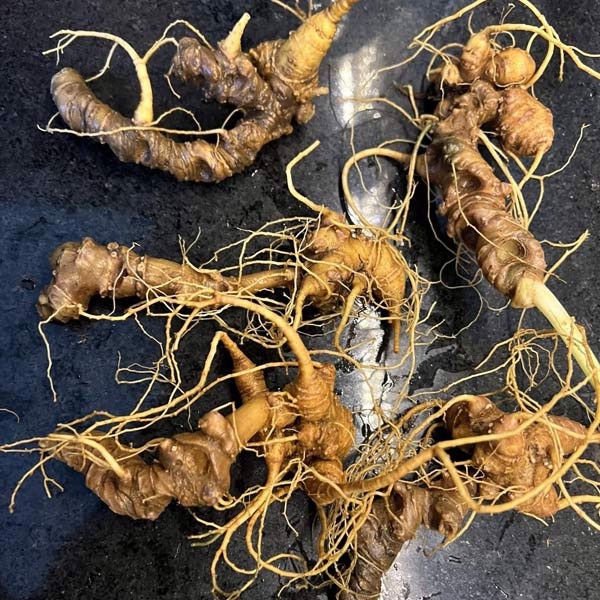 Sức mạnh của Sâm Ngọc Linh